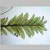 Plants 04er 02.jpg